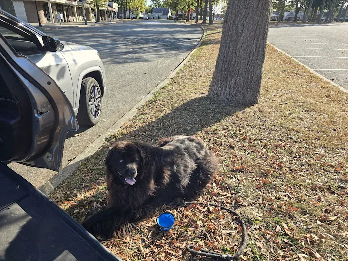 East Village Green Animal Hospital Picture 9