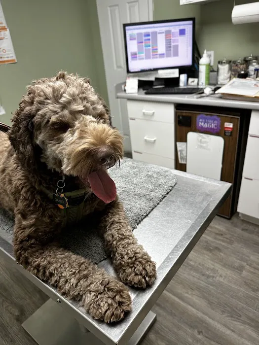 East Village Green Animal Hospital Picture 5