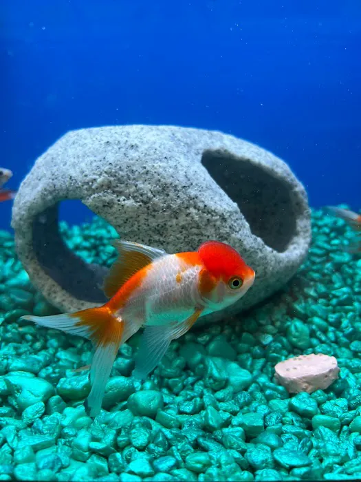 Pet Supermarket Picture 2