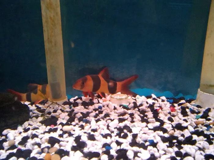 Leesburg Pet Center Picture 10