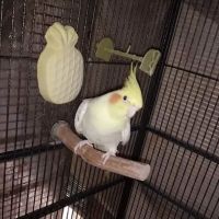 Leesburg Pet Center ico
