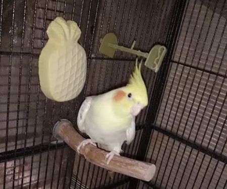 Leesburg Pet Center