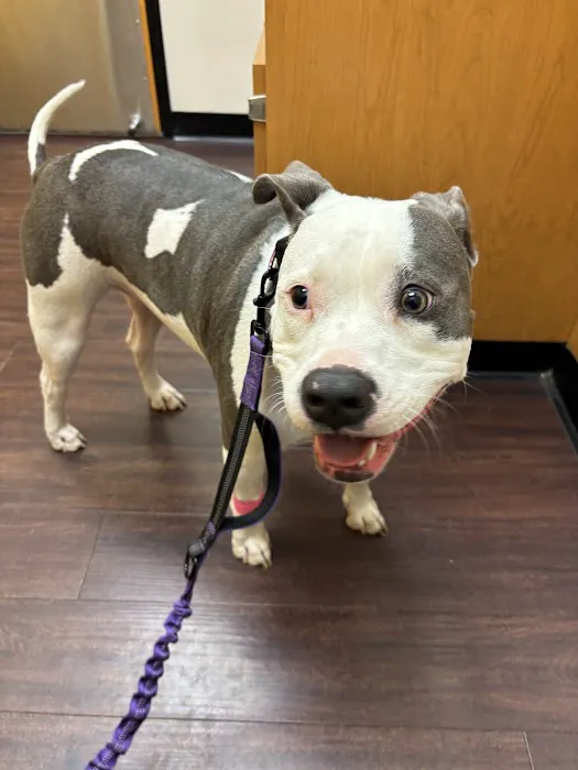 Banfield Pet Hospital Picture 1