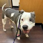 Banfield Pet Hospital
