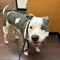 Banfield Pet Hospital ico