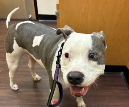 Banfield Pet Hospital