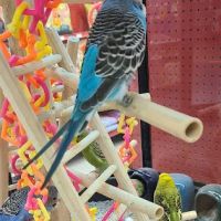 Petco ico