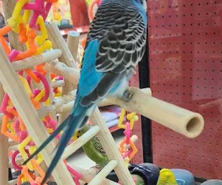 Petco