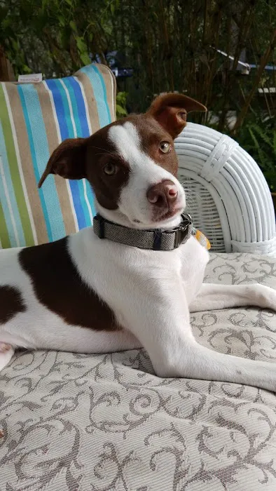 Forever Puppies, LLC Picture 2