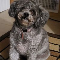 Forever Puppies, LLC ico