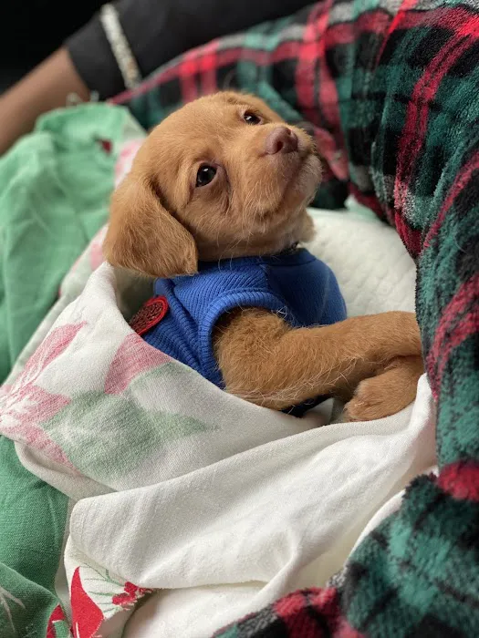Forever Puppies, LLC Picture 3