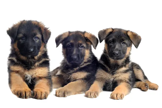 Florida German Shepherd Puppies Picture 3