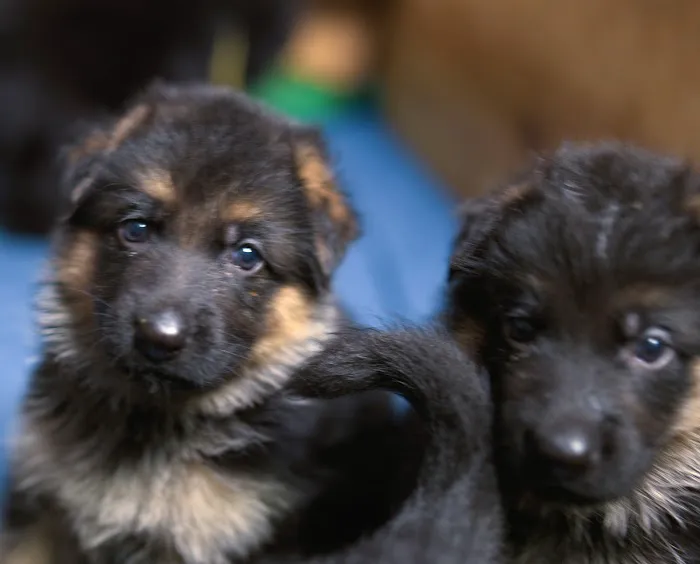 Florida German Shepherd Puppies Picture 7