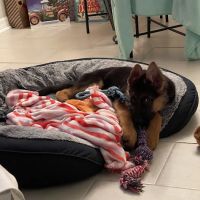 Florida German Shepherd Puppies ico