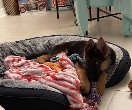 Florida German Shepherd Puppies