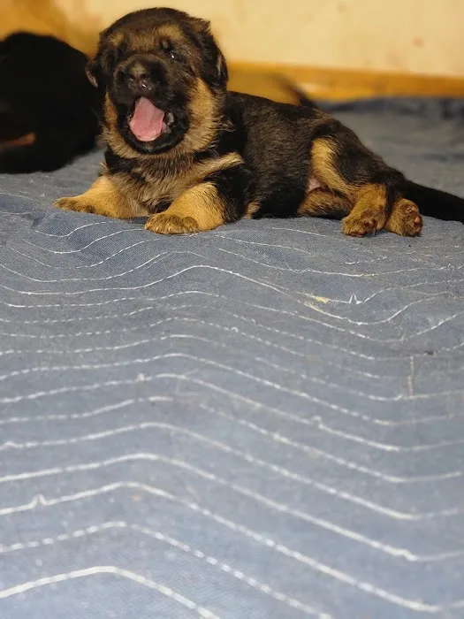 Florida German Shepherd Puppies Picture 6