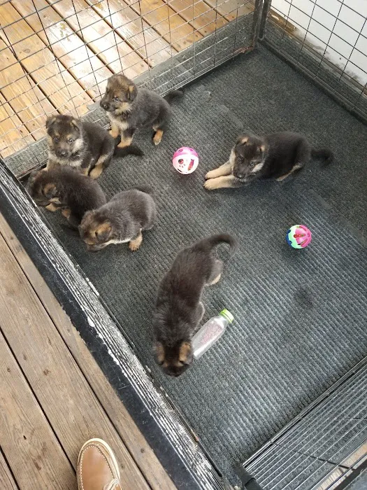 Florida German Shepherd Puppies Picture 8