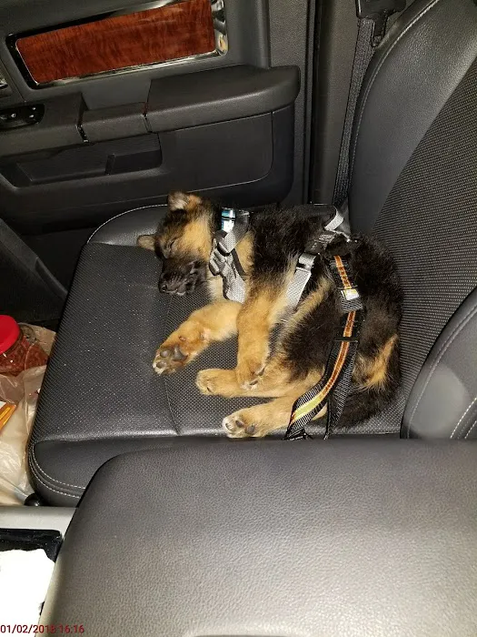 Florida German Shepherd Puppies Picture 9