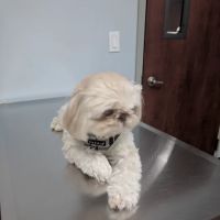 Bellmore Veterinary Hospital ico