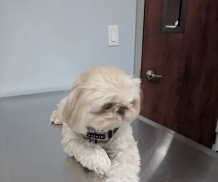 Bellmore Veterinary Hospital