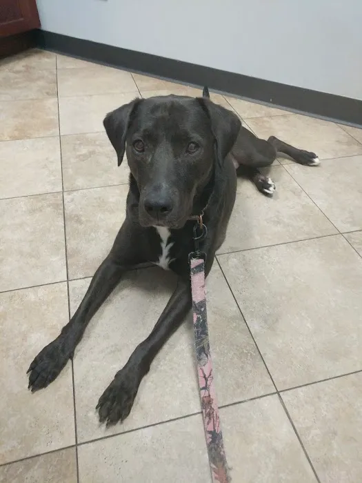 Bellmore Veterinary Hospital Picture 6