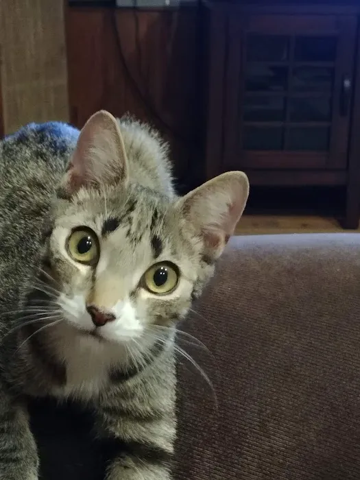 Mid Island Animal Hospital: Mitchell Kornet DVM Picture 4