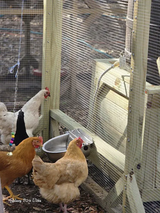 jbchick coops & cages llc Picture 9