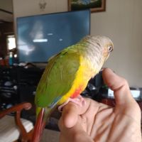 Birds Nest ico