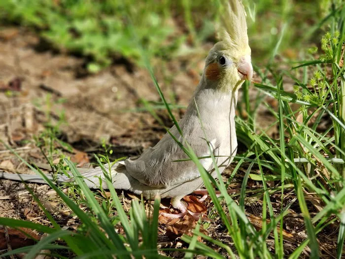 Birds Nest Picture 8