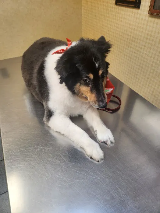 Mid Island Animal Hospital Picture 1