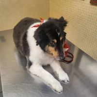 Mid Island Animal Hospital ico