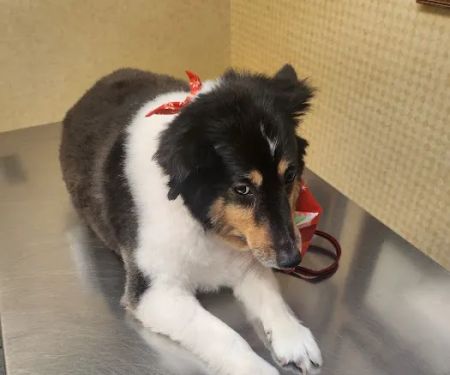 Mid Island Animal Hospital