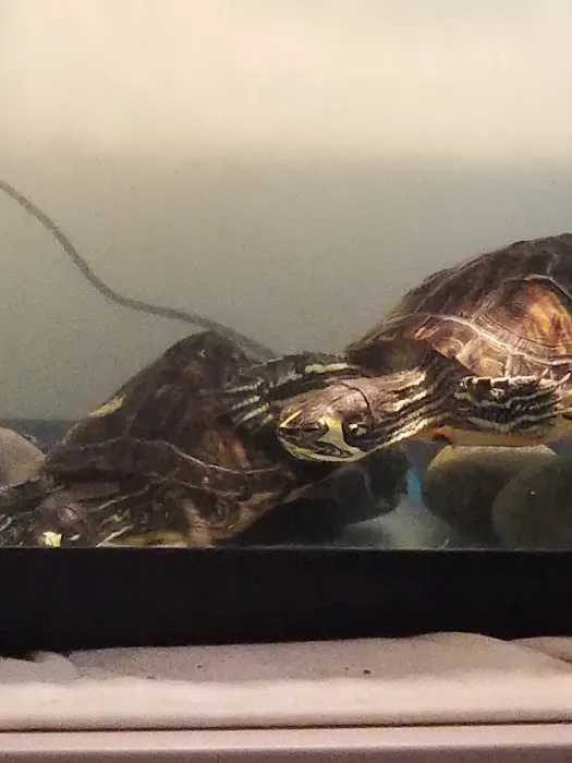 Pipsqueeks Pets Picture 5