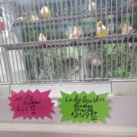 Pipsqueeks Pets ico