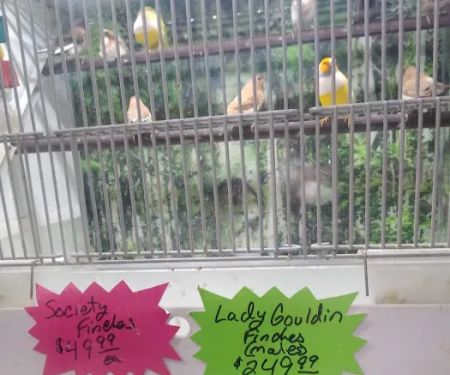 Pipsqueeks Pets