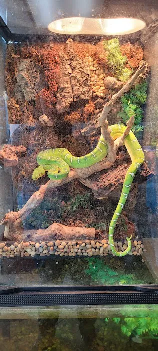 Pipsqueeks Pets Picture 10