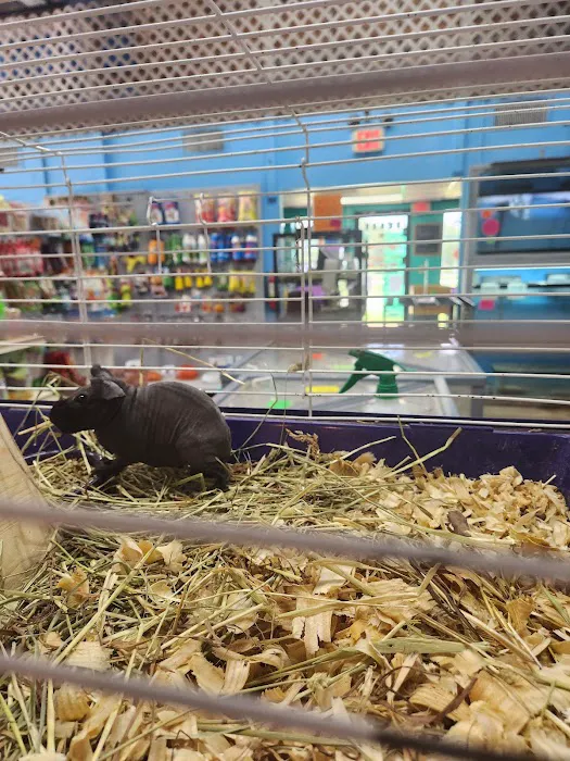 Pipsqueeks Pets Picture 9