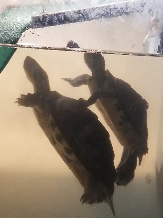 Pipsqueeks Pets Picture 3