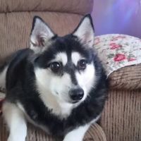 Island Trees Veterinary Hospital ico
