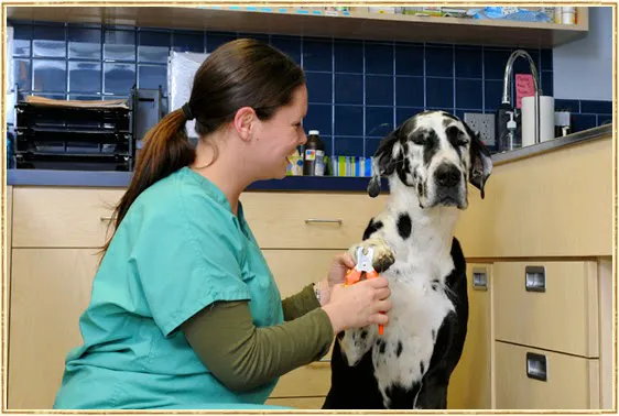 Island Trees Veterinary Hospital Picture 9
