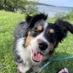 Veterinary Care of Ithaca