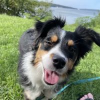 Veterinary Care of Ithaca ico