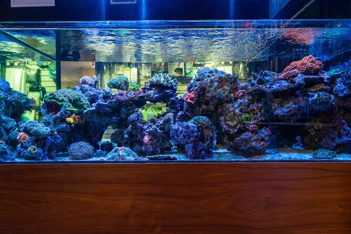 Aquatic Reef Design Picture 6