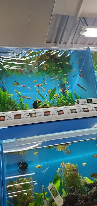 Pet Supermarket Picture 9