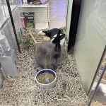 Pet Supermarket