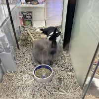 Pet Supermarket ico