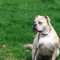 Cornerstone Veterinary Hospital ico