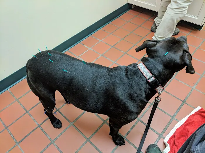Cornerstone Veterinary Hospital Picture 2