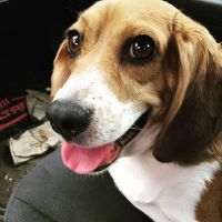 VCA Colonial Animal Hospital ico