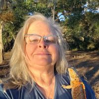 Donna's Discoids (Reptile Feeder Insects) Donna Foika ico